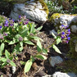 Habitusfoto Pulmonaria mollis aggr.