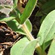 Foto von Besonderheit Pulmonaria mollis aggr.