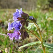 Portraitfoto Pulmonaria obscura