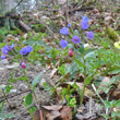 Habitusfoto Pulmonaria obscura