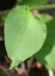 Blätterfoto Pulmonaria obscura