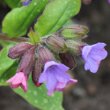 Blütenfoto Pulmonaria officinalis