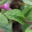 Blätterfoto Pulmonaria officinalis
