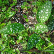 Blätterfoto Pulmonaria officinalis