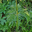 Blätterfoto Pulsatilla alpina