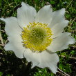 Portraitfoto Pulsatilla alpina