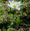 Habitusfoto Pulsatilla alpina