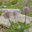 Fruchtfoto Pulsatilla alpina ssp. apiifolia