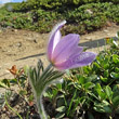 Blütenfoto Pulsatilla halleri