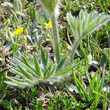 Blätterfoto Pulsatilla halleri