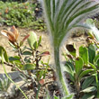 Stängel-/Stammfoto Pulsatilla halleri