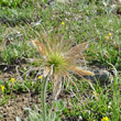 Fruchtfoto Pulsatilla halleri