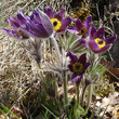 Habitusfoto Pulsatilla montana