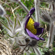 Foto von Besonderheit Pulsatilla montana