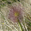 Fruchtfoto Pulsatilla montana