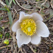 Portraitfoto Pulsatilla vernalis