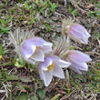 Habitusfoto Pulsatilla vernalis