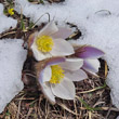 Foto von Besonderheit Pulsatilla vernalis