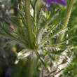 Blätterfoto Pulsatilla vulgaris