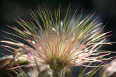 Fruchtfoto Pulsatilla vulgaris