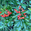 Portraitfoto Pyracantha coccinea