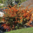 Habitusfoto Pyracantha coccinea