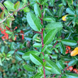 Blätterfoto Pyracantha coccinea