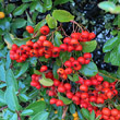 Fruchtfoto Pyracantha coccinea