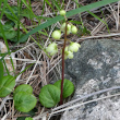 Habitusfoto Pyrola chlorantha