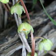 Blütenfoto Pyrola chlorantha