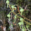 Fruchtfoto Pyrola chlorantha