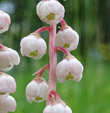 Blütenfoto Pyrola minor