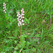 Habitusfoto Pyrola minor