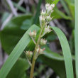 Foto von Besonderheit Pyrola rotundifolia