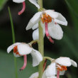 Portraitfoto Pyrola rotundifolia