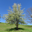 Habitusfoto Pyrus pyraster