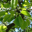 Blätterfoto Pyrus pyraster