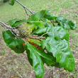 Portraitfoto Quercus cerris