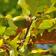 Portraitfoto Quercus petraea