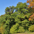 Habitusfoto Quercus petraea