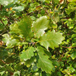 Blätterfoto Quercus petraea