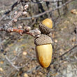 Fruchtfoto Quercus pubescens