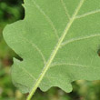 Foto von Besonderheit Quercus pubescens