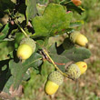 Portraitfoto Quercus robur