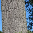 Foto von Besonderheit Quercus robur