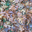 Blätterfoto Quercus rubra