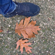 Foto von Besonderheit Quercus rubra