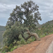 Habitusfoto Quercus suber