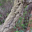 Foto von Besonderheit Quercus suber