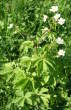 Habitusfoto Ranunculus aconitifolius